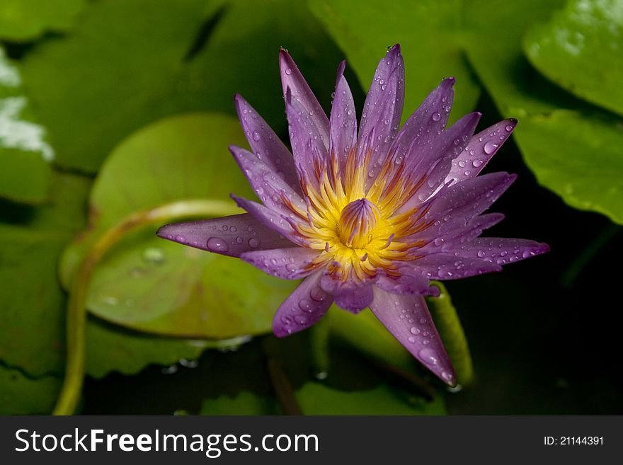 Lotus Flower with green leaf