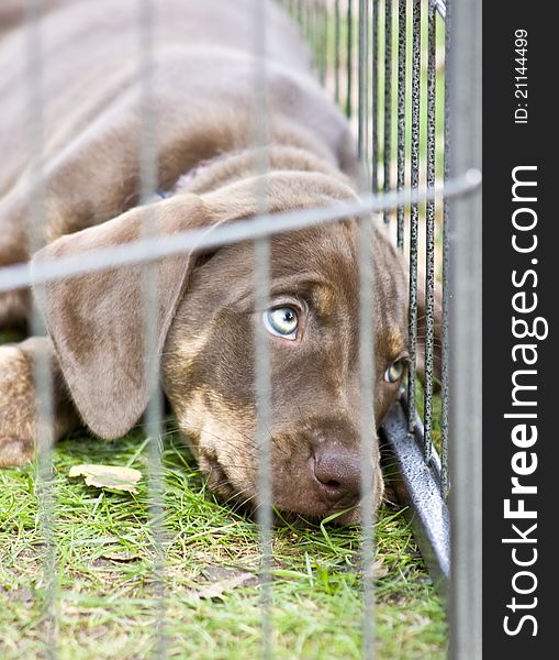 Puppy with green eyes, brown color coat. Puppy with green eyes, brown color coat