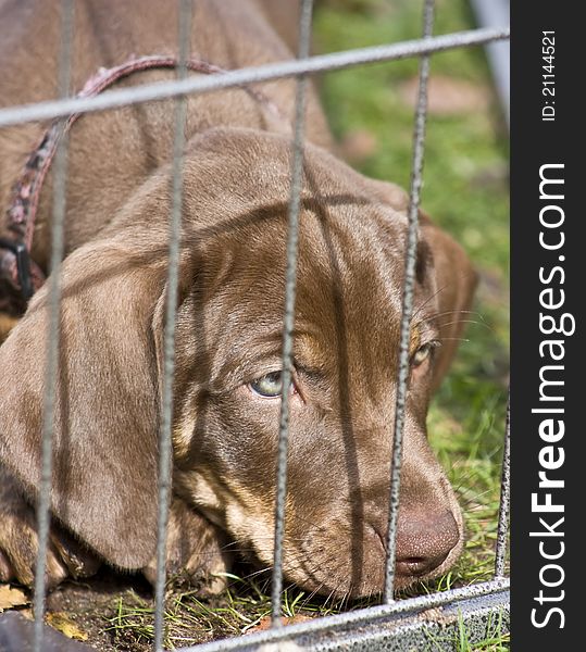 Puppy with green eyes, brown color coat. Puppy with green eyes, brown color coat