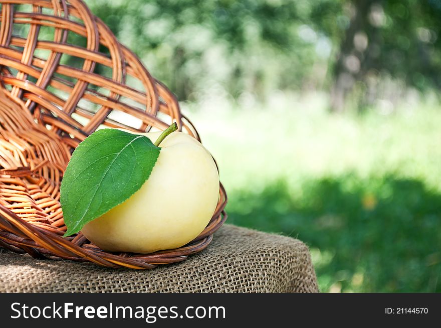 Organic apple in the garden in the basket. Organic apple in the garden in the basket