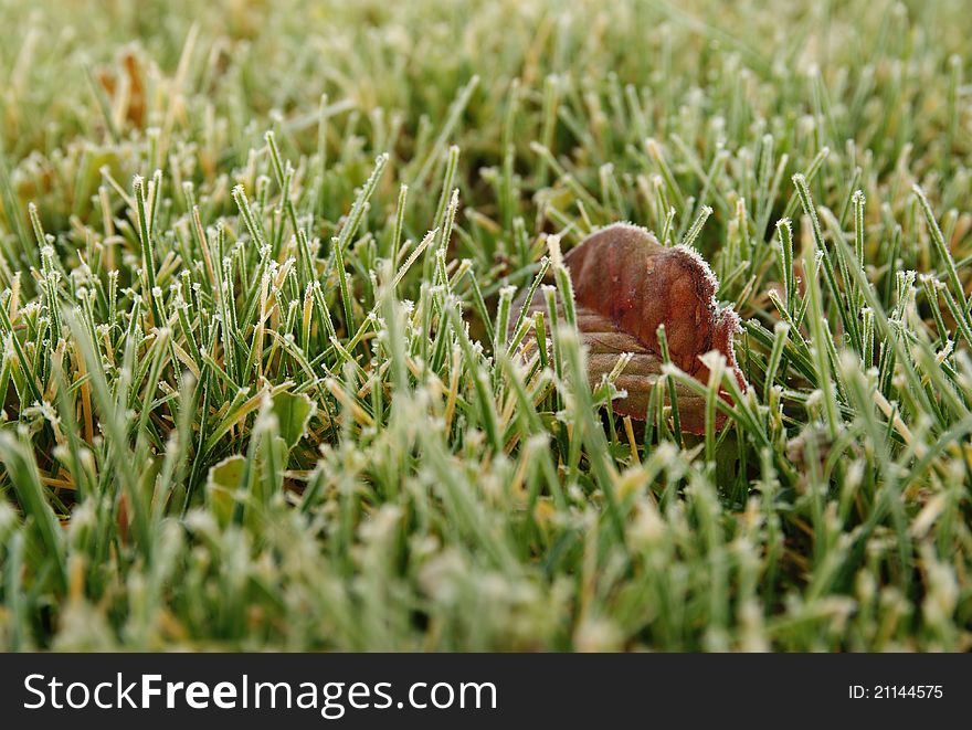 Close-up of frosted grass and one leaf. Close-up of frosted grass and one leaf.