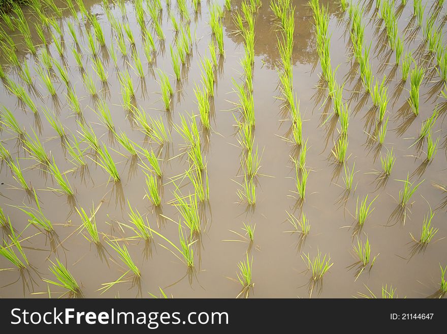 The landscape for growing rice. The landscape for growing rice.