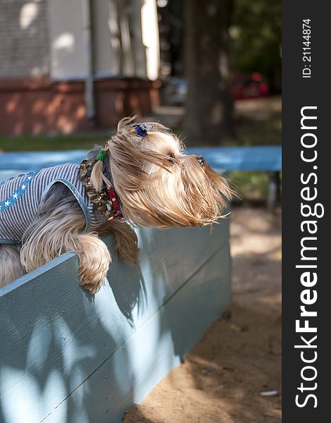 Yorkshire terrier jumping over wooden board barrier. Yorkshire terrier jumping over wooden board barrier