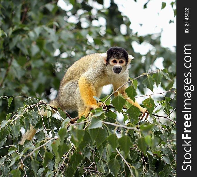 Detaif of a perching squirrel monkey