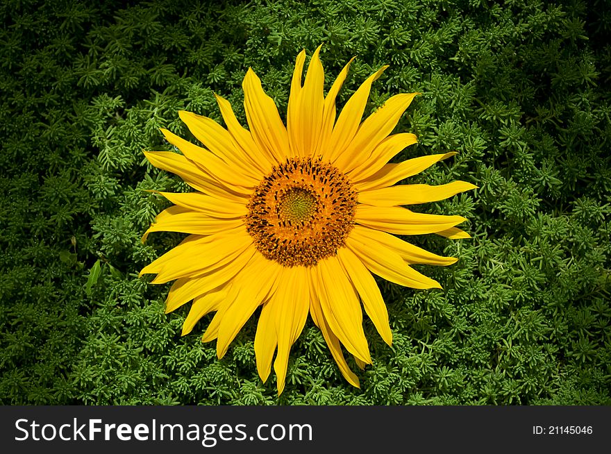 Beautiful yellow sunflower and green grass on a background