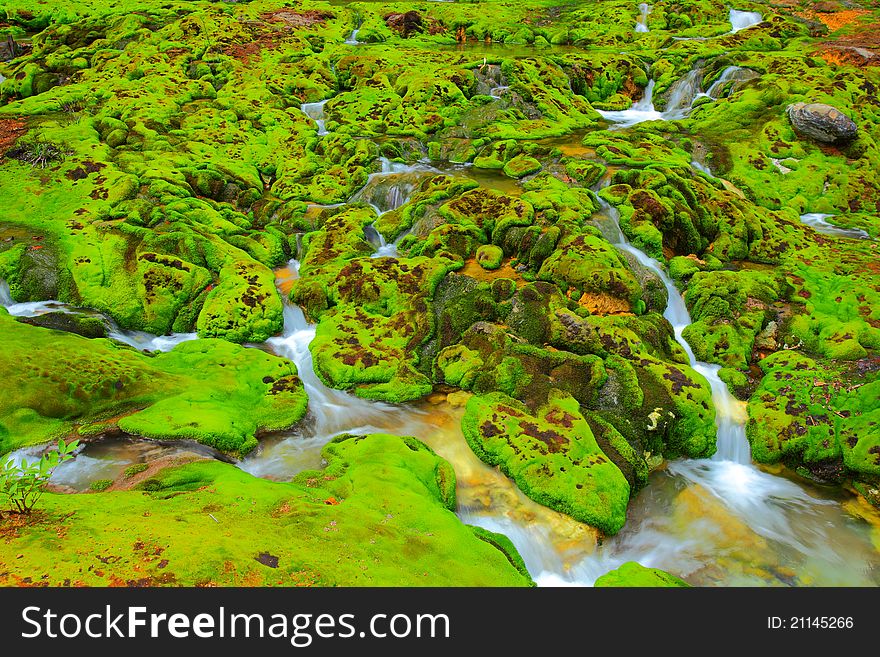 Green moss with water stream in japan