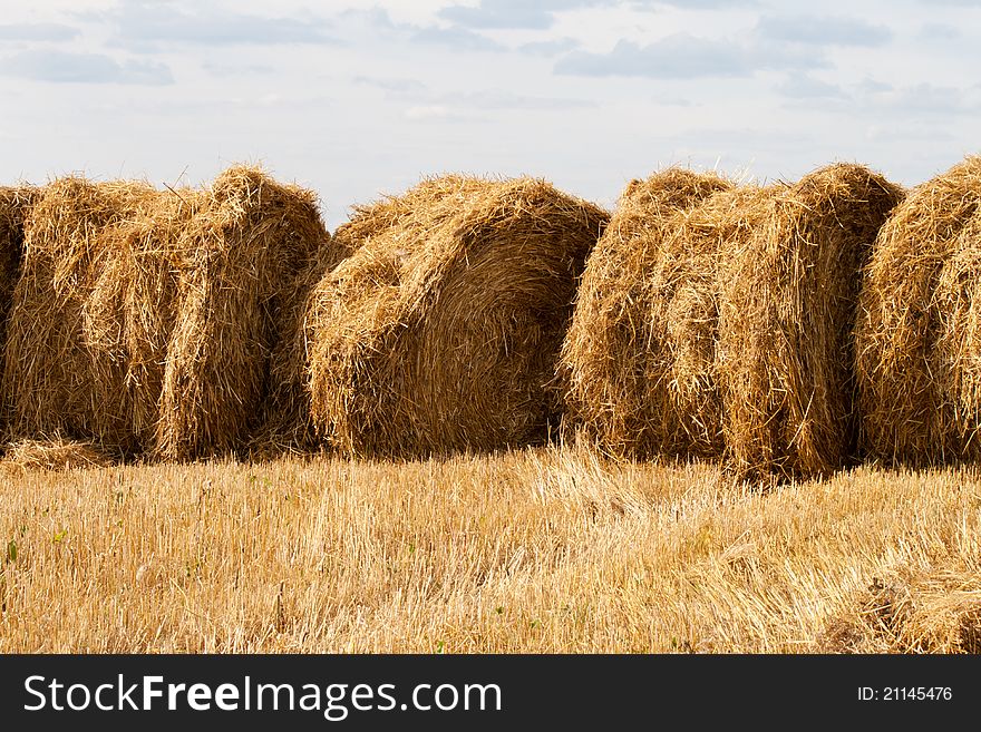 Several stacks of hay on a gold field