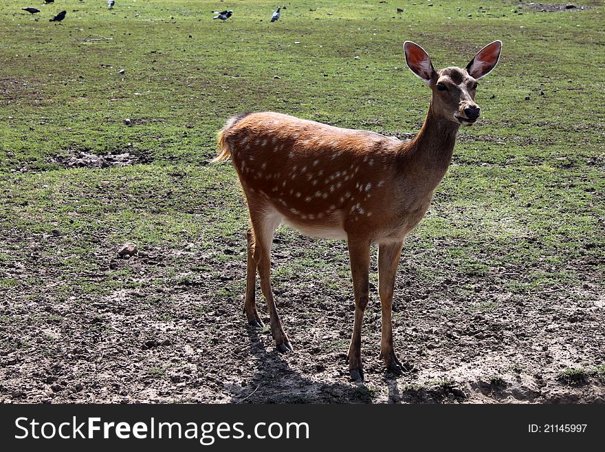 The beautiful deer is grazed on a lawn with grass and mud. The beautiful deer is grazed on a lawn with grass and mud