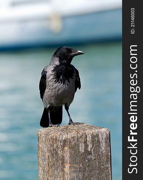 Young hooded crow bird in a tree column