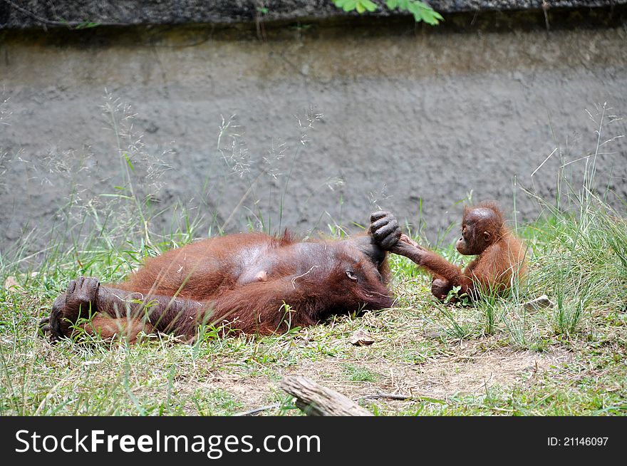 Baby and mother Orangutan playing on grass field Â 