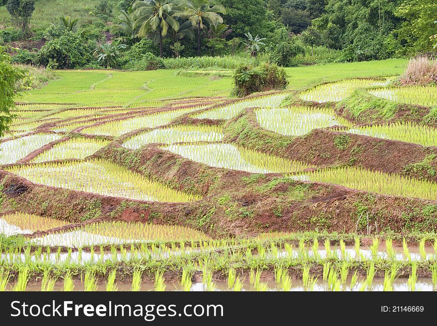 The landscape for growing rice. The landscape for growing rice.