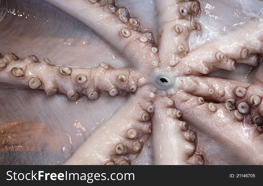 Octopus at the fish market