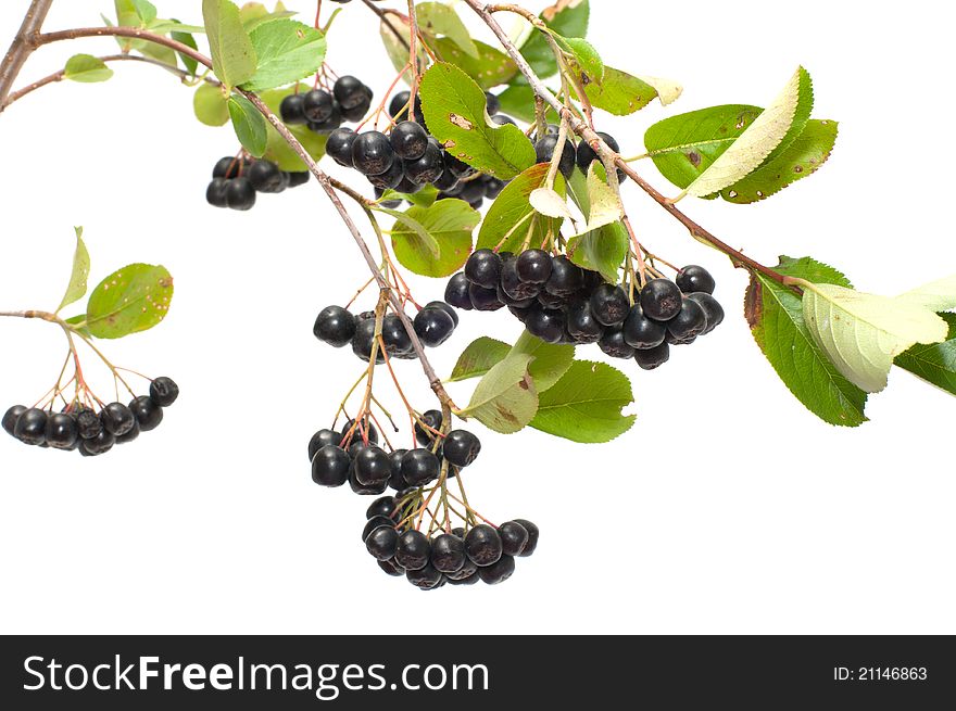 Branch black chokeberry close up it is isolated on a white background. Branch black chokeberry close up it is isolated on a white background.