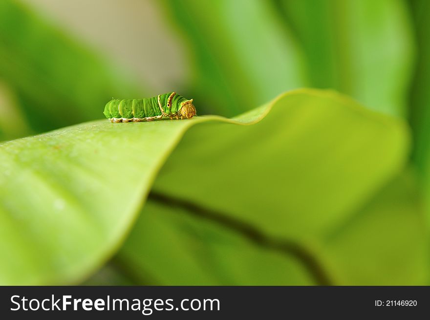 Green caterpillar on fern leaf