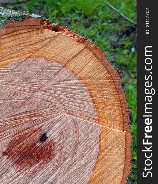 A freshly cut tree showing the growth ring circles and saw marks.