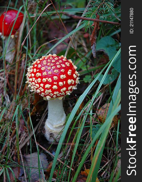 Beautiful fly agaric mushroom white spotted on red background