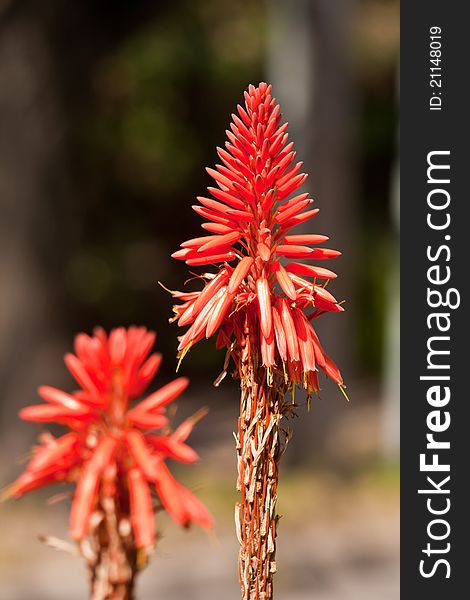 Red Arrow Flower, tipically from the area of San Isidro.