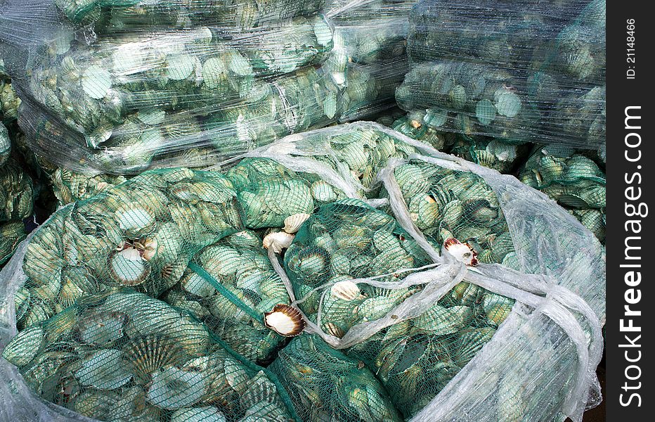Some shells in a net