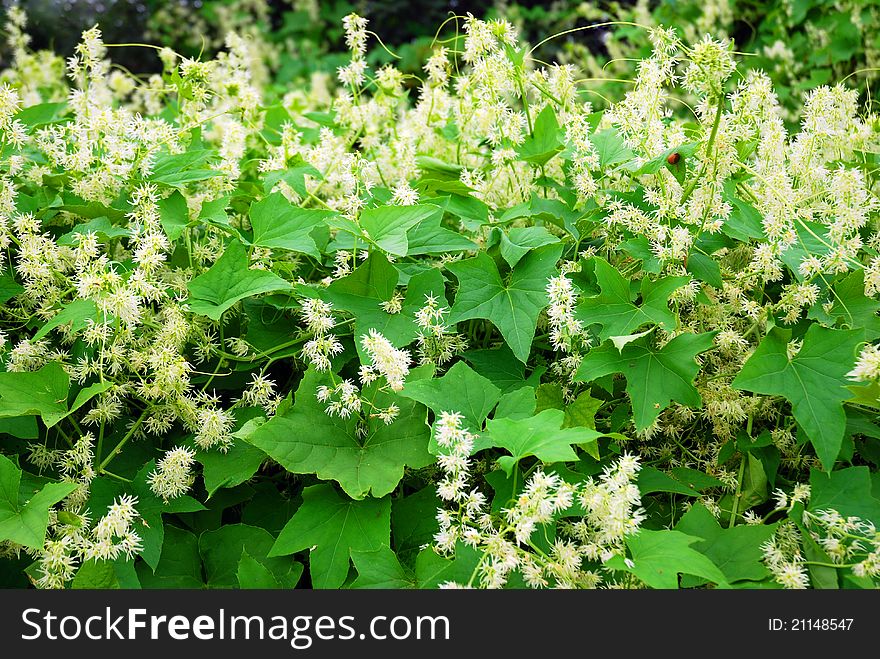 Green virginian creeper in bloom as background. Green virginian creeper in bloom as background