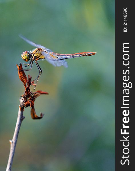 Macro shot of Dragonfly which sitting on branch