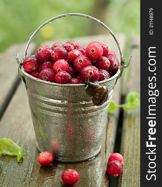 Fresh ripe cranberries in bucket. Selective focus. Fresh ripe cranberries in bucket. Selective focus