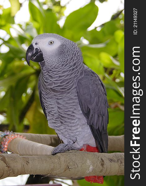 A parrot living on the Maldive Islands. A parrot living on the Maldive Islands