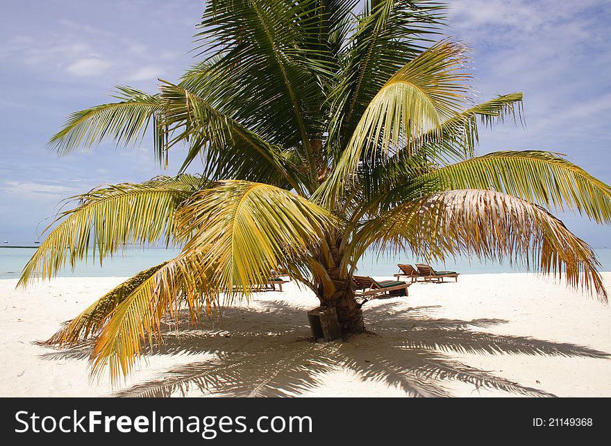 Palm tree on a sandy beach