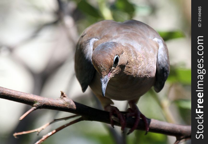 Morning Dove Looking Down From Tree Branch