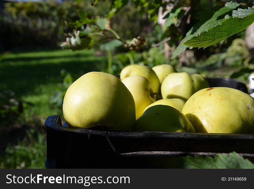 Apples in box, drover, in the garden in sunny day. Apples in box, drover, in the garden in sunny day