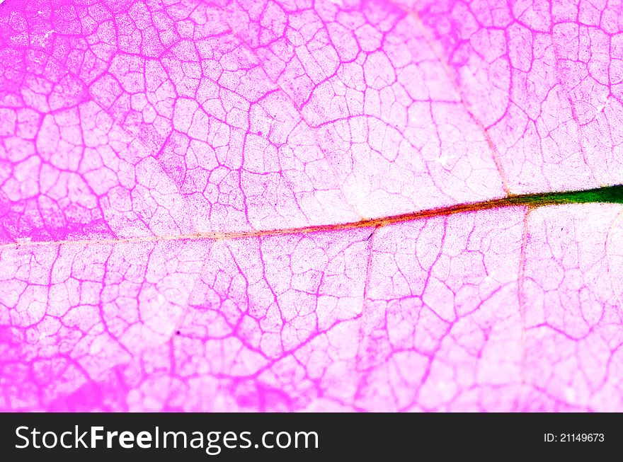 A close up photo of the veins of a bougainvillea flower. A close up photo of the veins of a bougainvillea flower