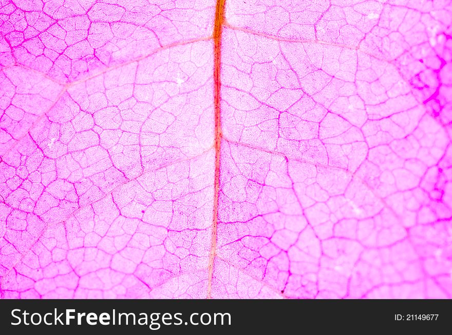 A close up photo of the veins of a pink flower. A close up photo of the veins of a pink flower