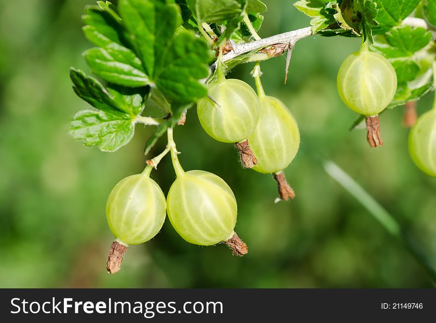 Gooseberry On A Branch