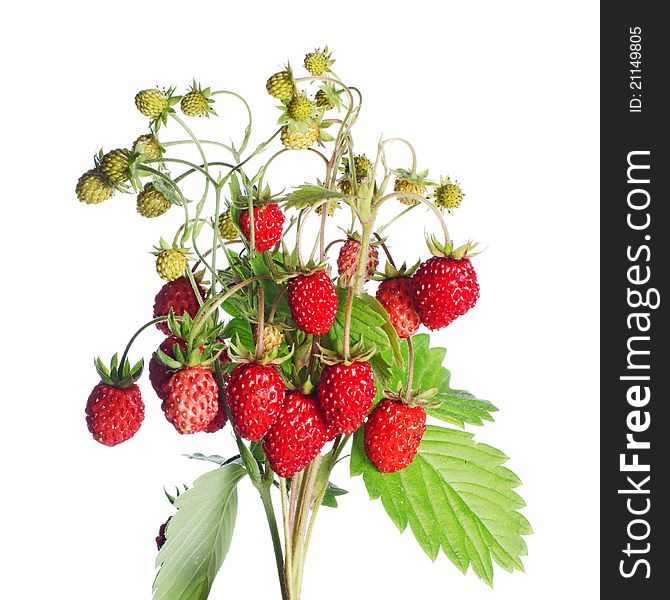 Fresh wild strawberry isolated on white background