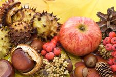 Autumn Leaves And Fruits Stock Image
