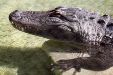 Alligator Royalty Free Stock Image Alligator Royalty Free Stock Image