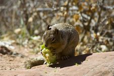 An Apple A Day Stock Image An Apple A Day Stock Image