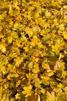 Autumn Maple Leaves Royalty Free Stock Photos Autumn Maple Leaves Royalty Free Stock Photos