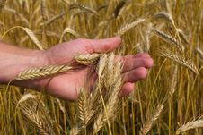 Ears Of Ripe Wheat In Hand Royalty Free Stock Photo