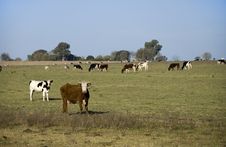 Cows Stock Images