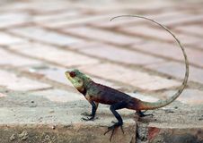 Reptile Owner At Sri Lanka Hotels Royalty Free Stock Image Reptile Owner At Sri Lanka Hotels Royalty Free Stock Image