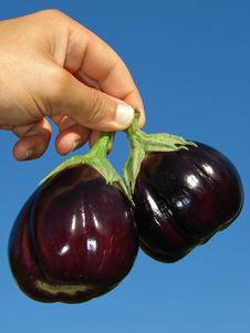 Eggplants In Hand Stock Images