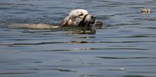 Swimming Dog With Ball Stock Photography Swimming Dog With Ball Stock Photography