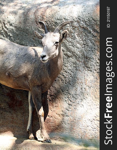 Female Big Horn Mountain Sheep Standing On Cliff Edge