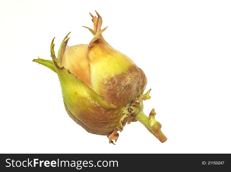 One hazelnut in shells on white background