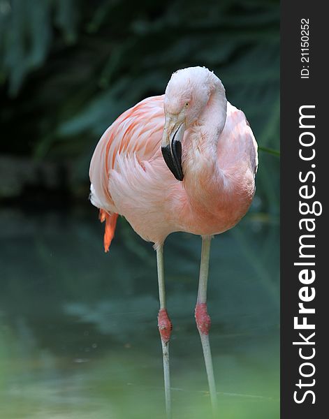 Pink Tropical Flamingo Posing Against Dark Green Background