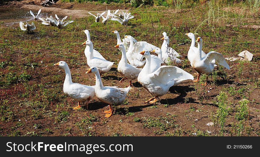 Flock of domestic geese