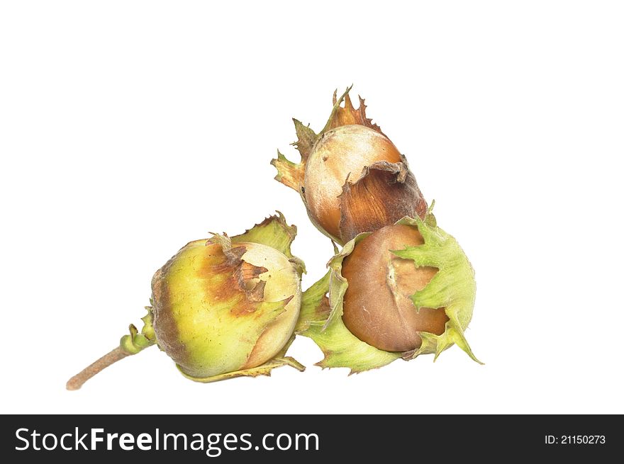 Three Hazelnuts
