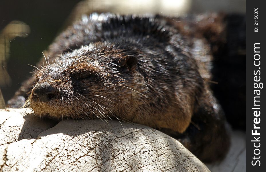 Close Up Detail Of Wet North American River Otter Sleeping On A Log
