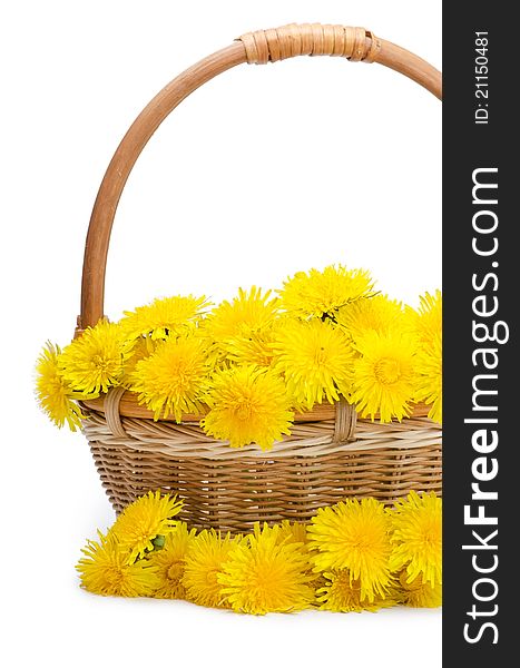 Yellow dandelion on a white background