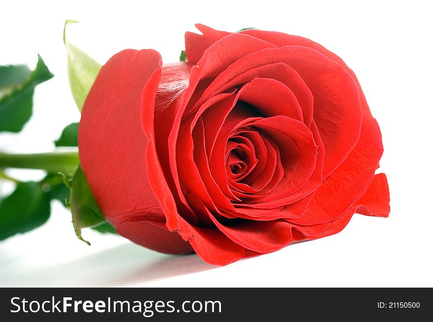 Red rose on a white background. Red rose on a white background